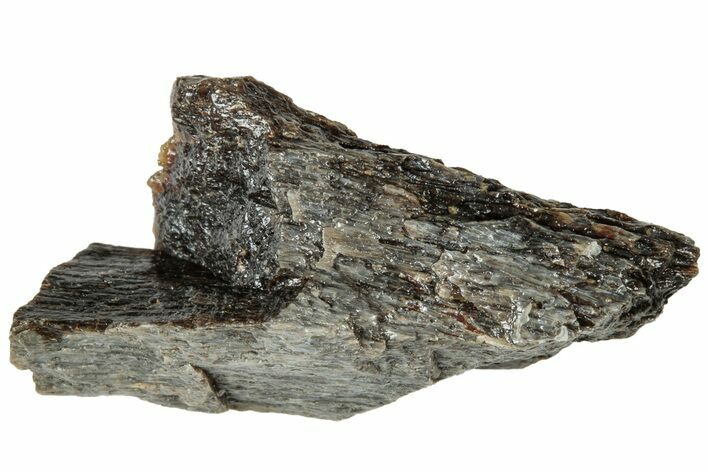 Fossil Tyrannosaur (T rex) Bone Section - Wyoming #313899